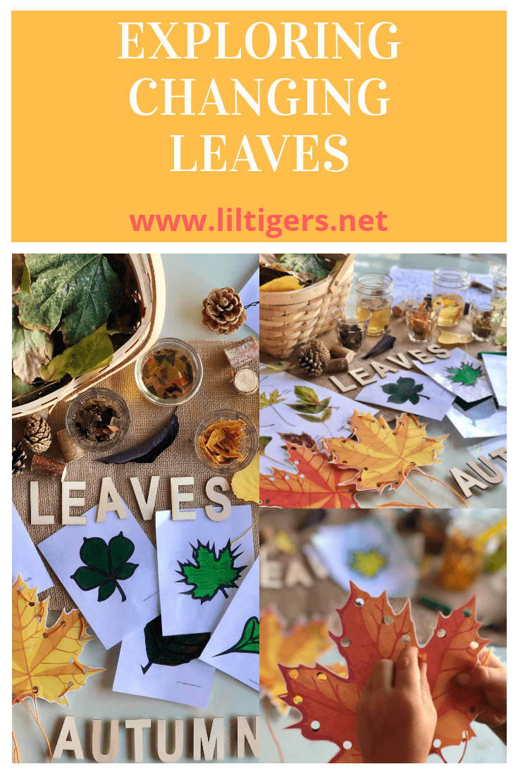 changing leaves activities for kids