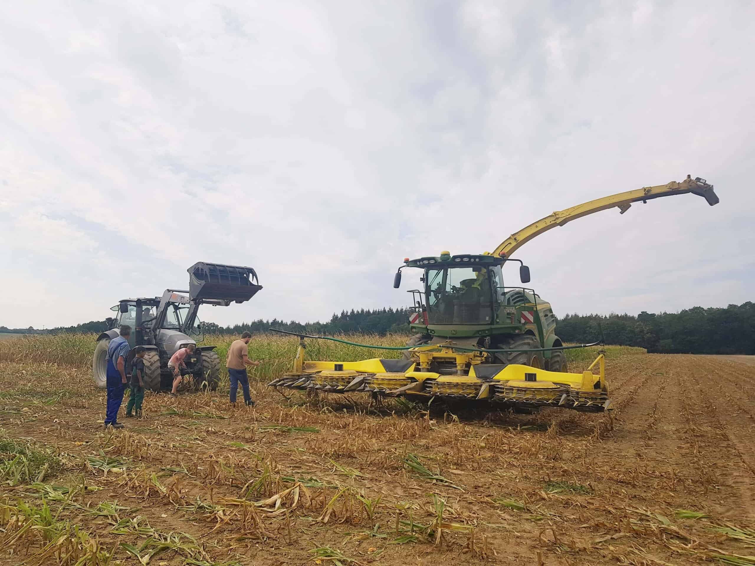 harvesting corn