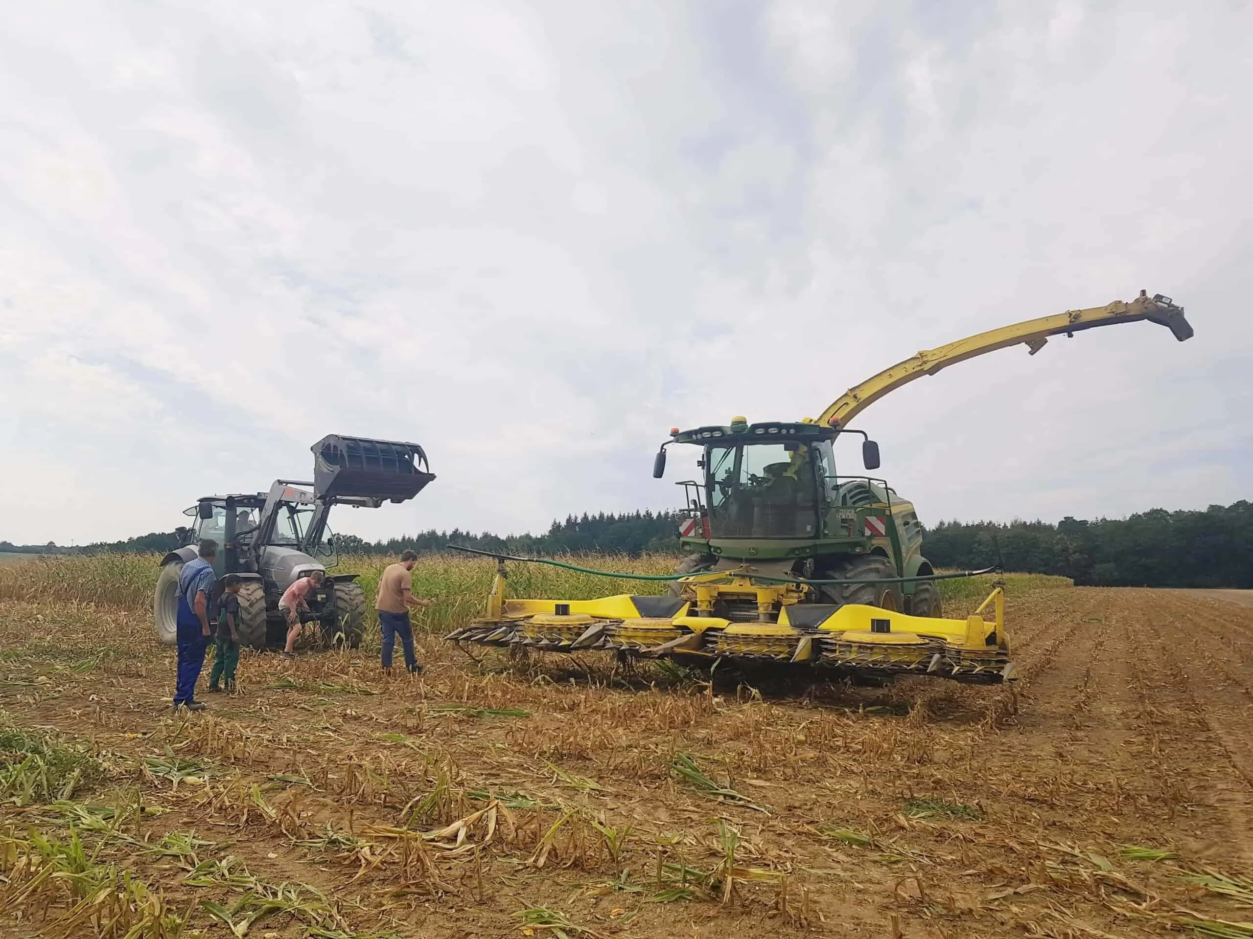 harvesting corn