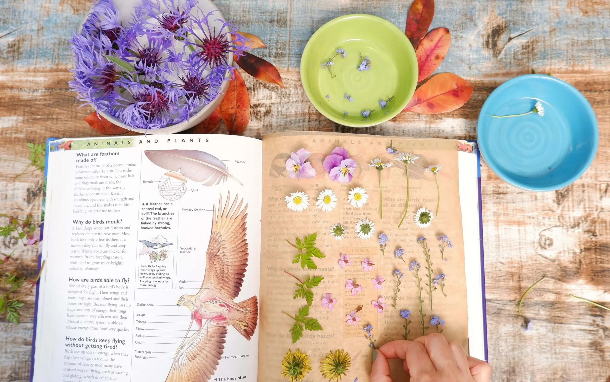 how to press flowers with a book