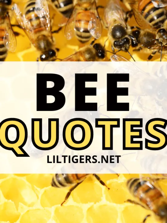 bee quotes and sayings