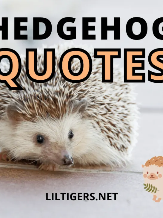 hedgehog quotes for kids