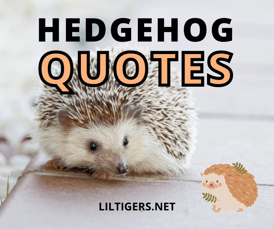 hedgehog quotes for kids