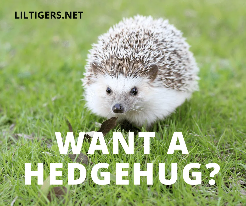 hedgehug sayings for kids