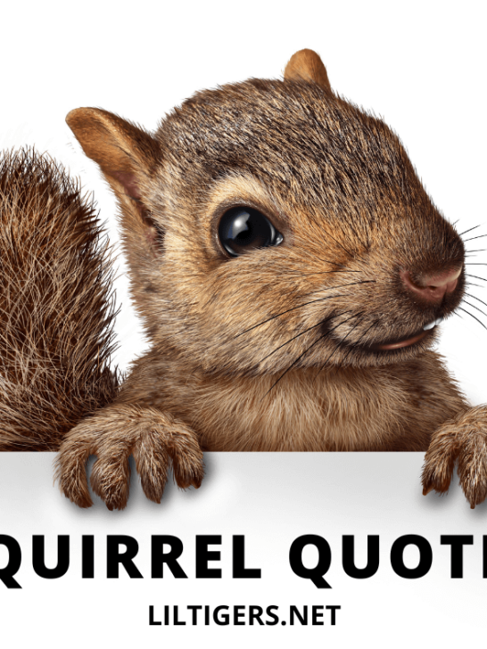 cute squirrel quotes