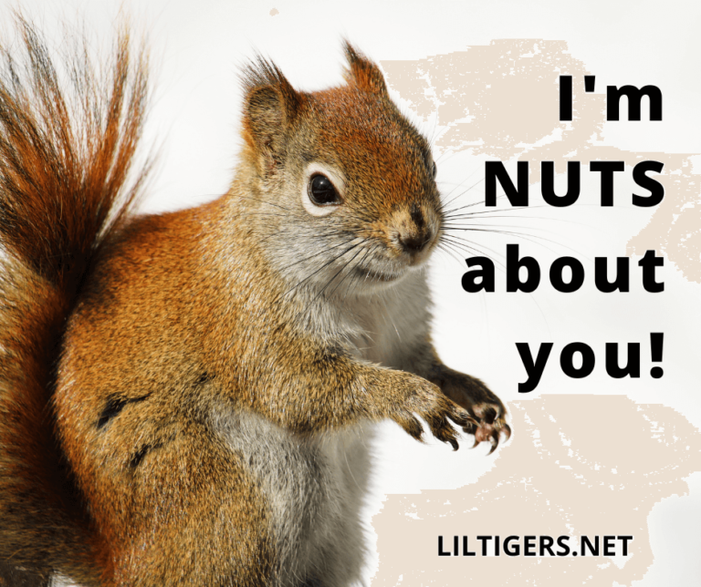20 Inspirational Squirrel Quotes & Sayings Lil Tigers
