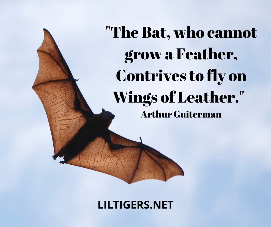quotes about bats