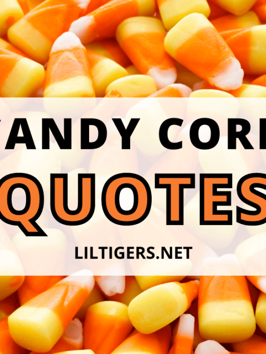 20-inspirational-squirrel-quotes-sayings-lil-tigers