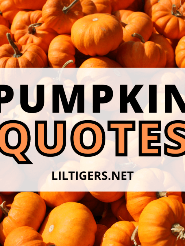 Cute Pumpkin Quotes