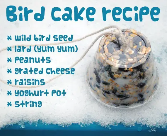 bird cake recipe