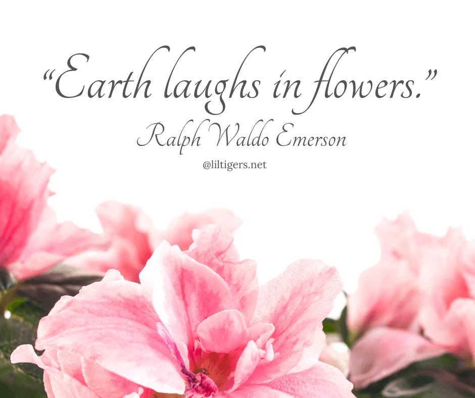 May flower quotes for kids