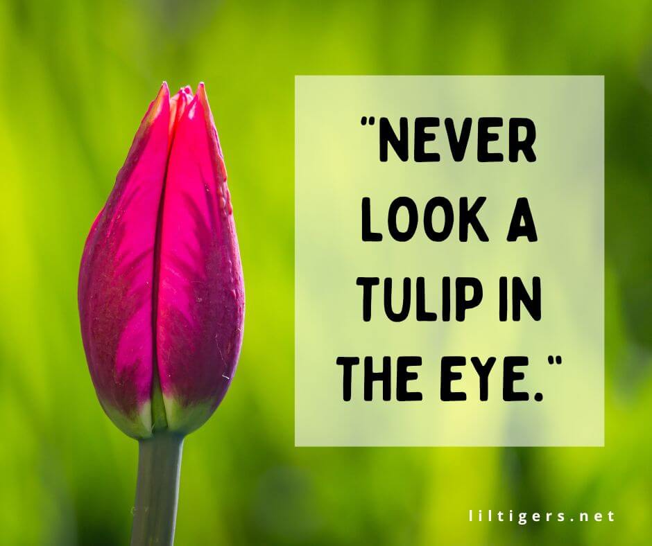fun tulip phrases
