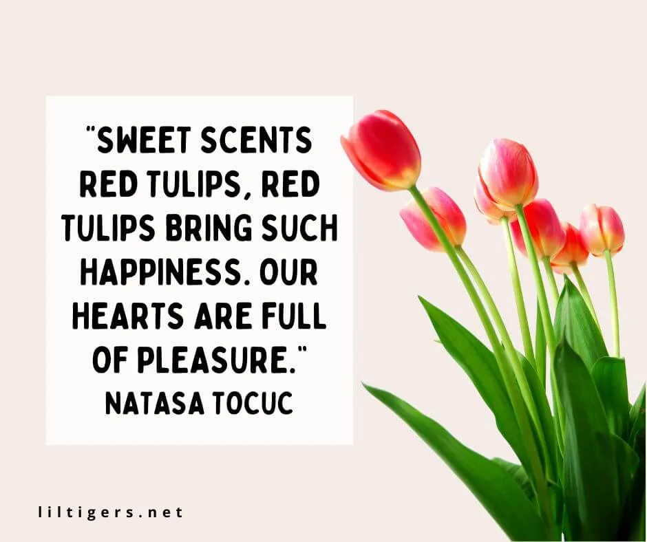 sweet tulip quotes