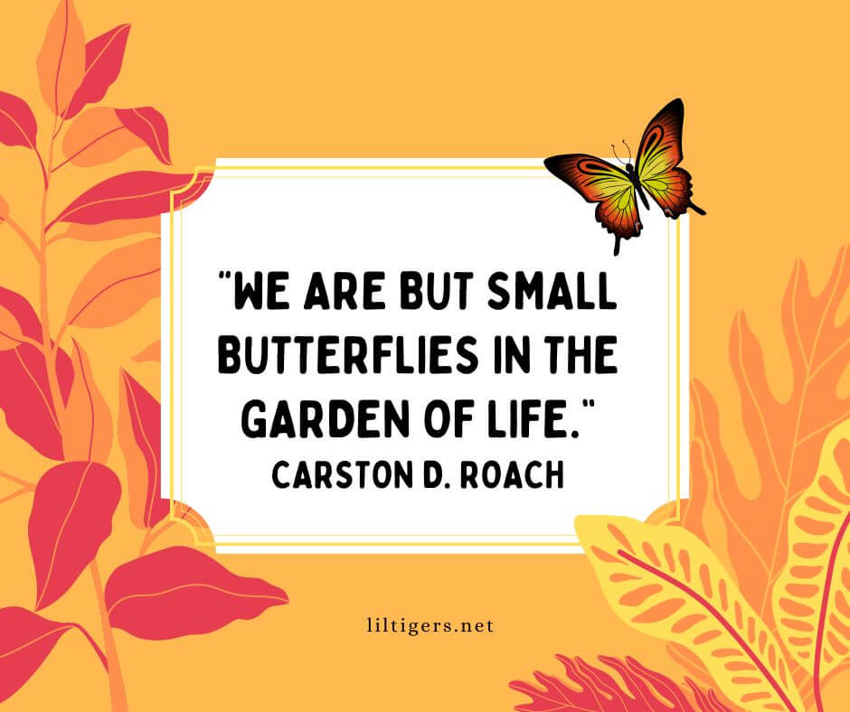 Butterfly Quotes About Life