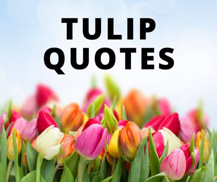 145 Best Tulip Quotes for Kids Lil Tigers