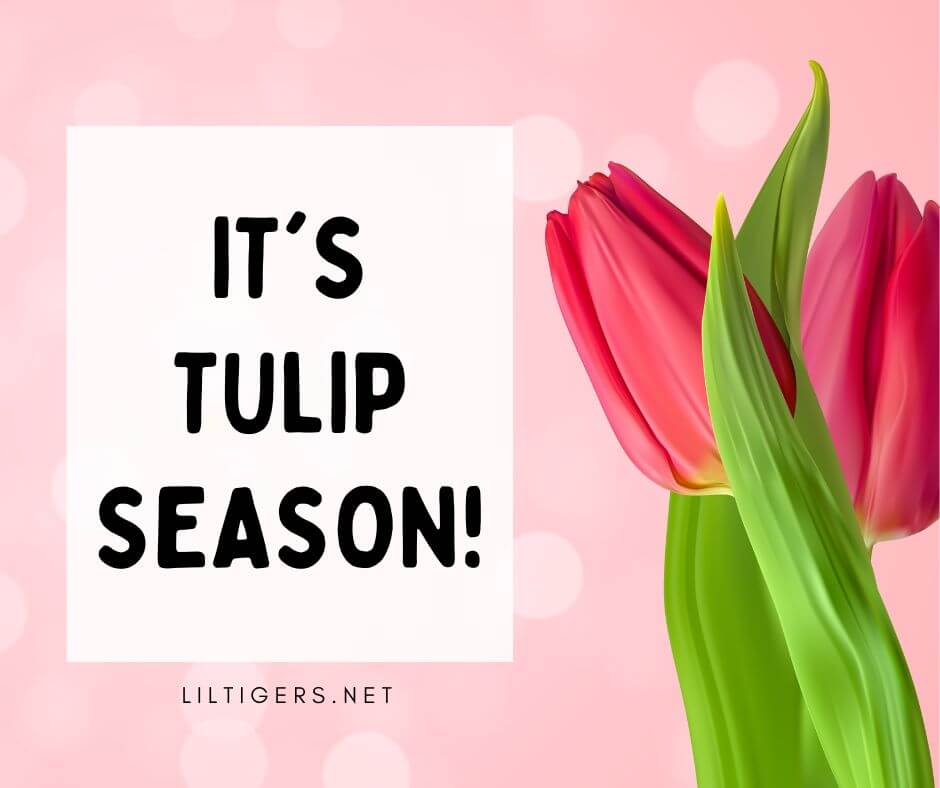 fun tulip sayings for kids