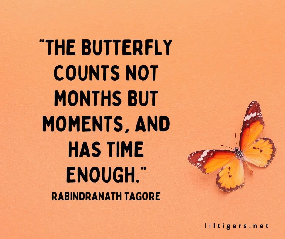Positive Butterfly Quotes