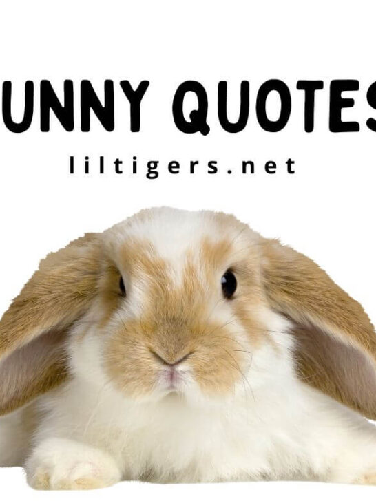 best bunny quotes for kids