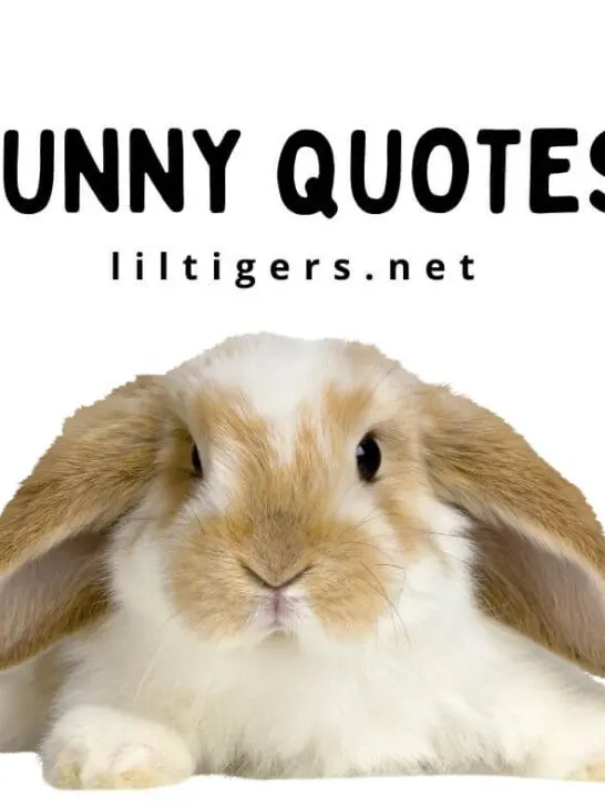 best bunny quotes for kids