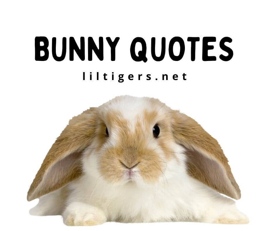 best bunny quotes for kids