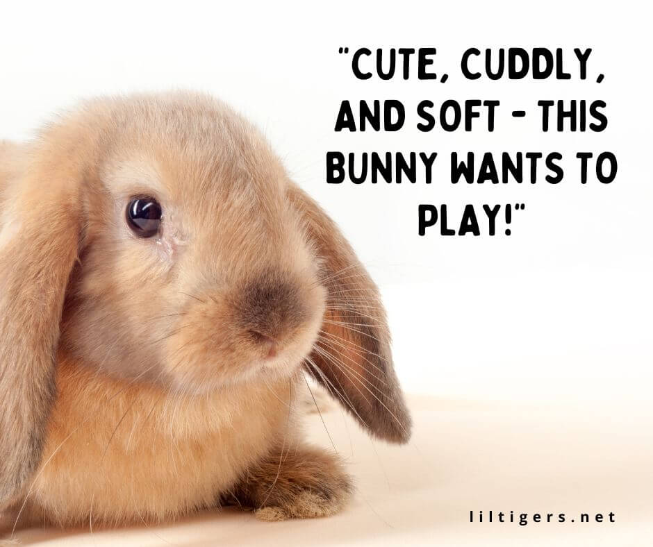quotes about rabbits