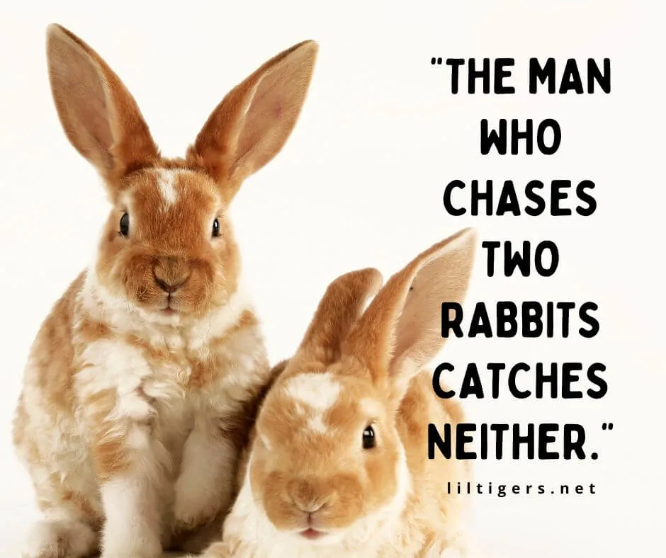 Inspirational Rabbit Quotes for Kids