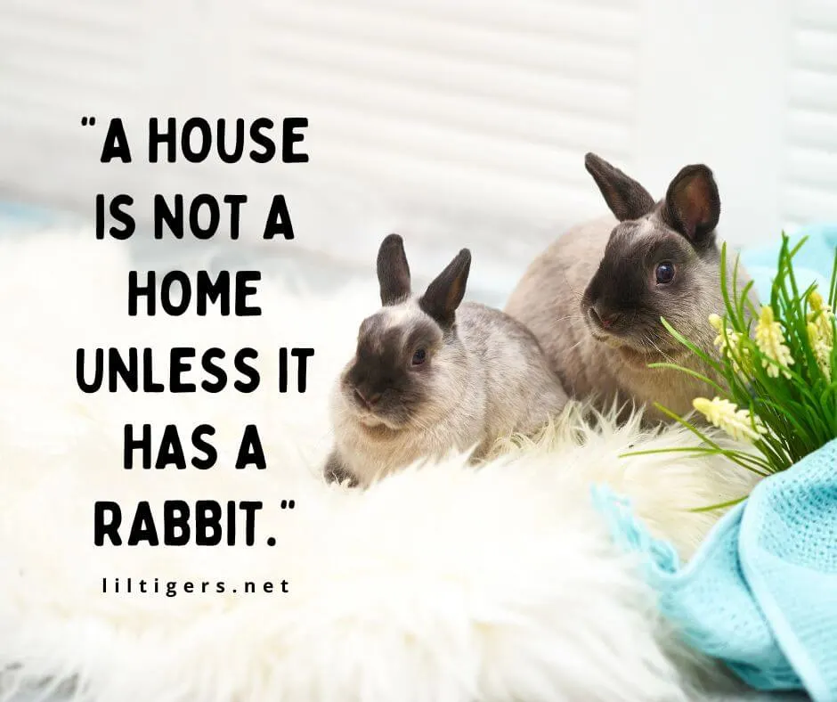 Inspirational bunny Quotes 