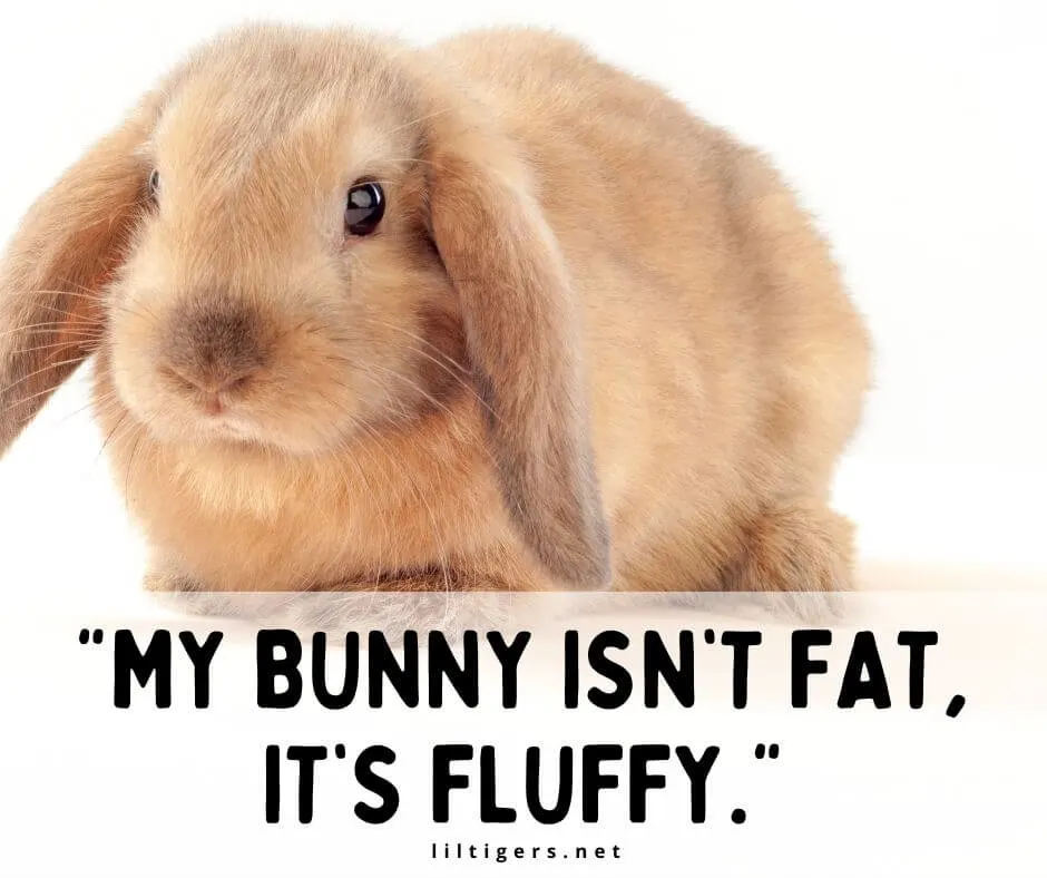 Motivational Bunny Phrases