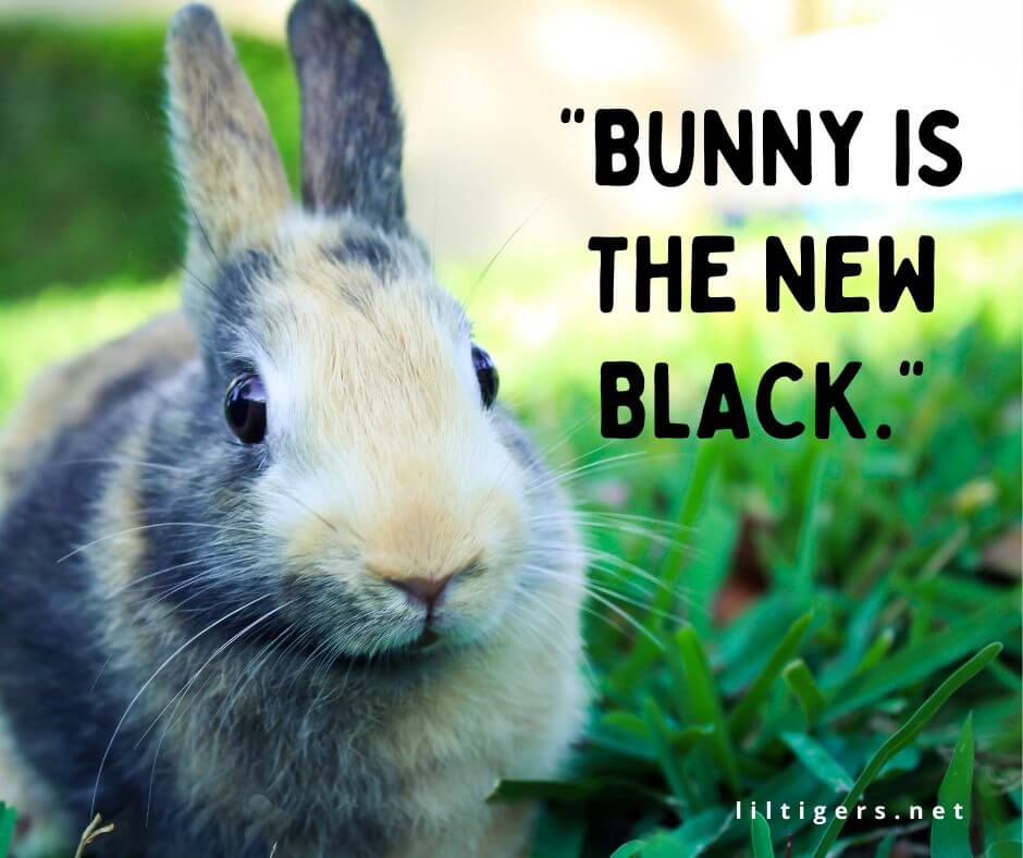 Fun Bunny Captions for kids