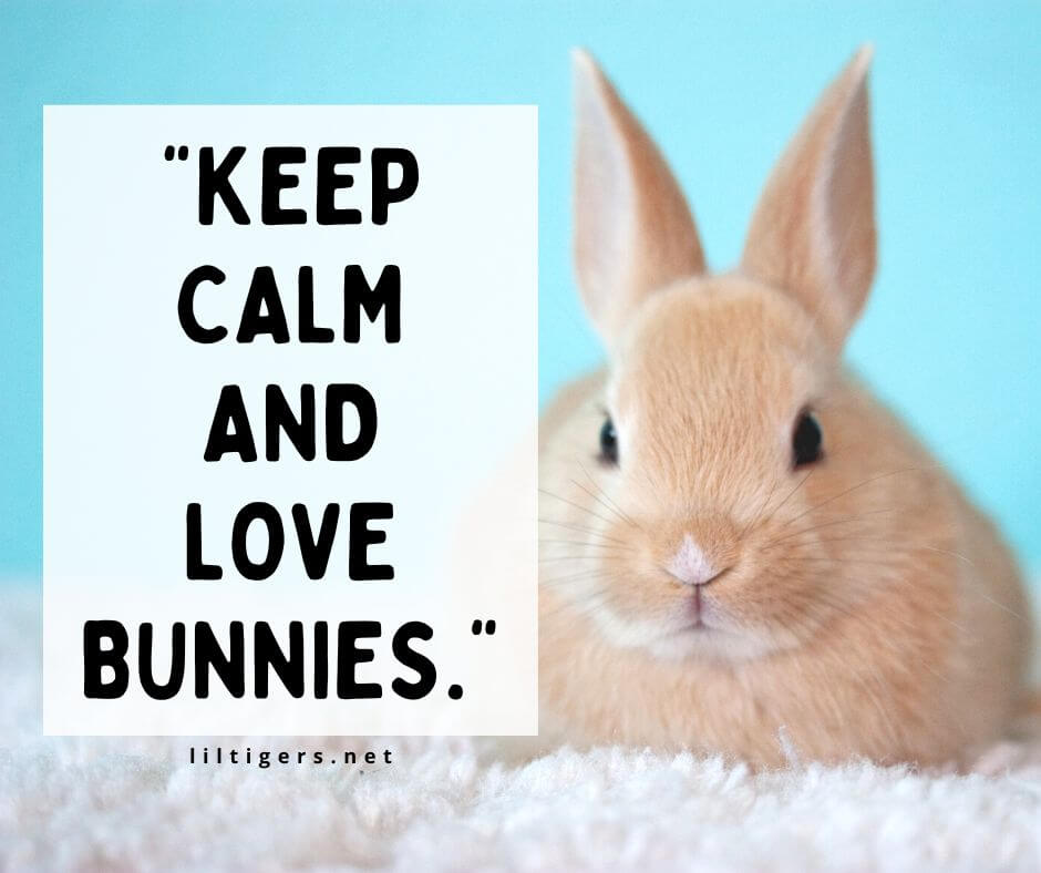 Sweet Bunny Sayings for Kids