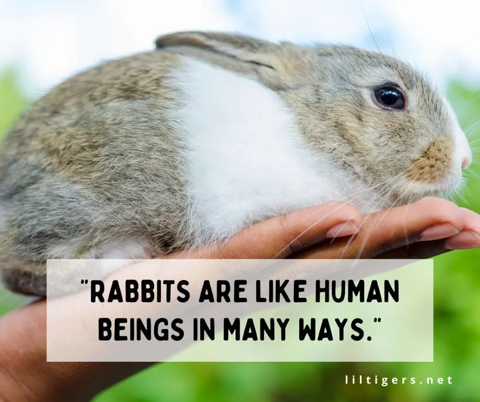 kids rabbit Quotes short