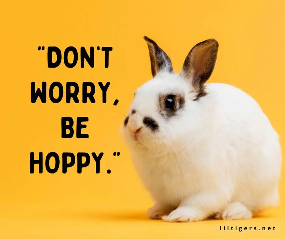 Quotes about Bunnies