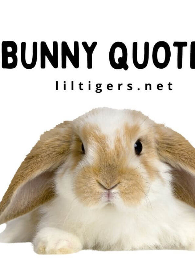 Bunny Quotes for Kids