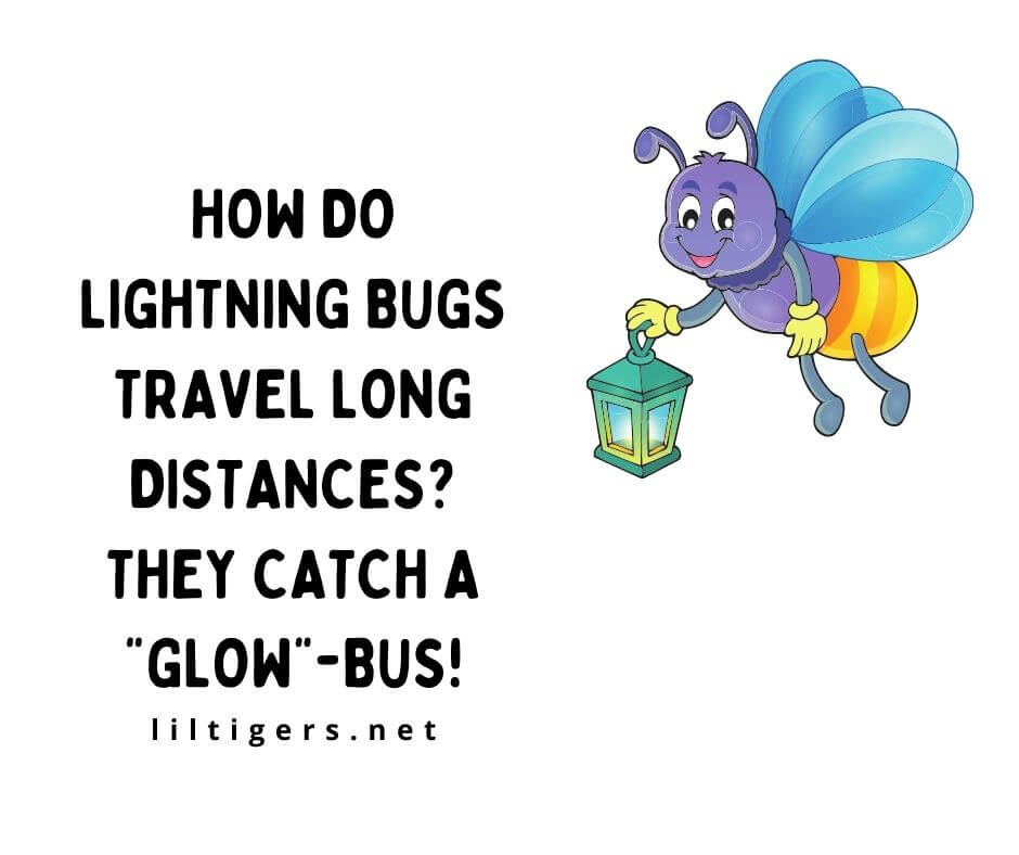 Jokes about Lightening Bugs