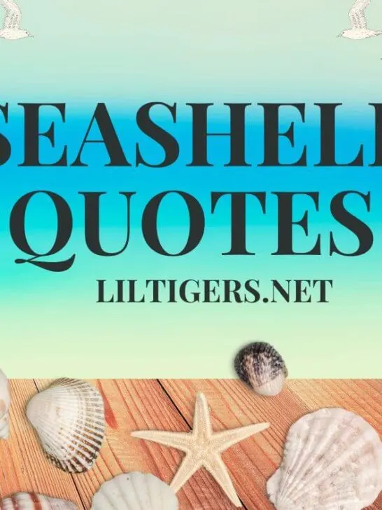 seashell quotes for kids