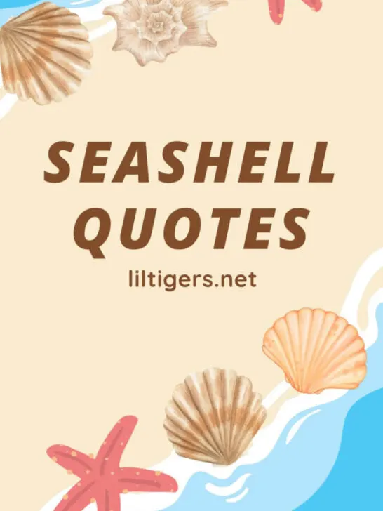 best seashell quotes and sayings for kids